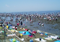 富津潮干狩り